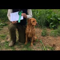 Labrador Retriever - Both