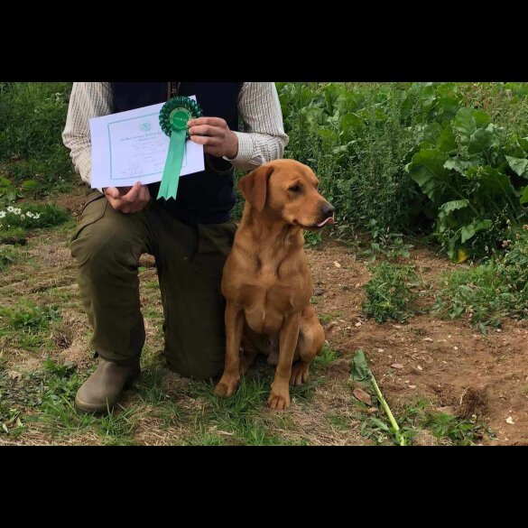 Labrador Retriever - Both