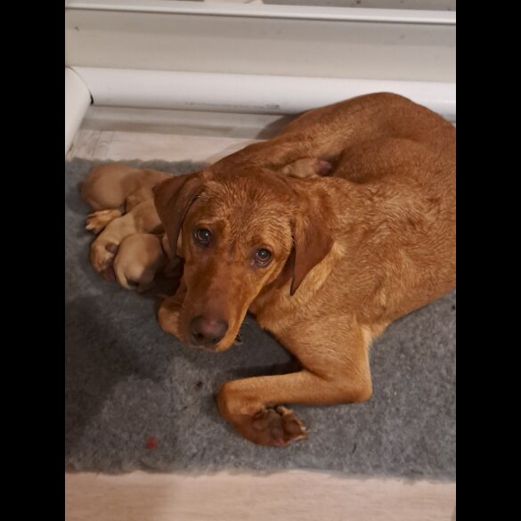 Labrador Retriever - Both