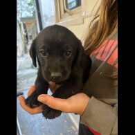 Labrador Retriever - Both