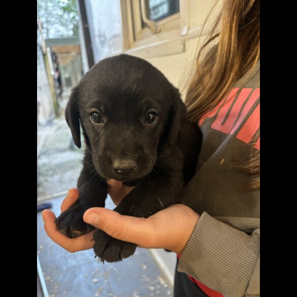 Labrador Retriever - Both