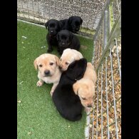Labrador Retriever - Both