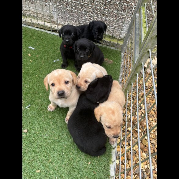 Labrador Retriever - Both