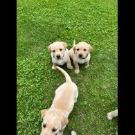 Labrador Retriever - Both
