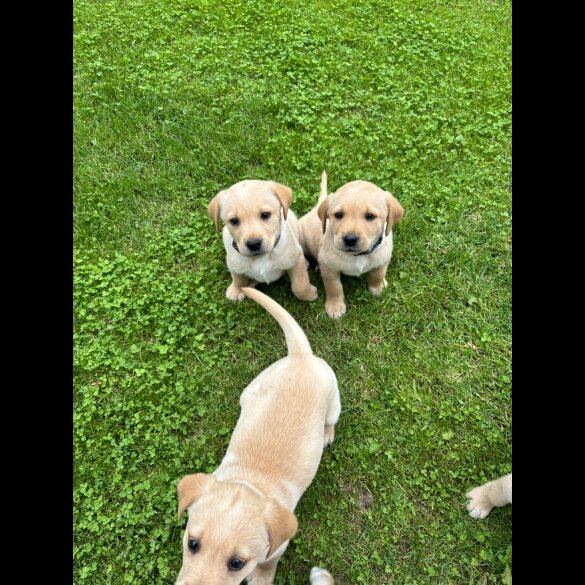 Labrador Retriever - Both