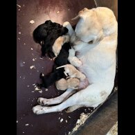 Labrador Retriever - Both