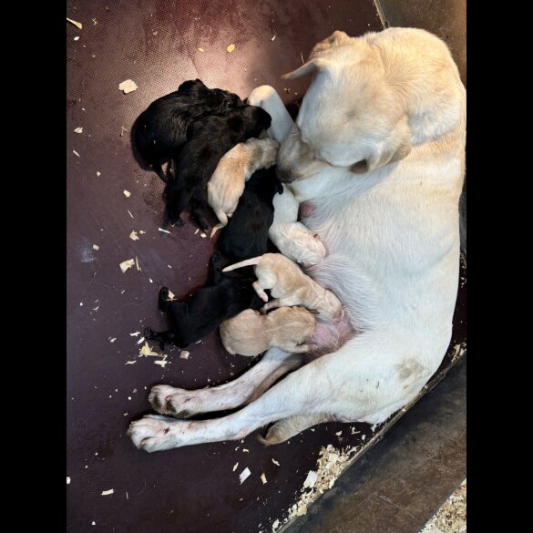 Labrador Retriever - Both