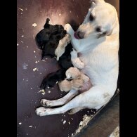 Labrador Retriever - Both