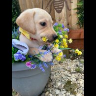 Labrador Retriever - Both