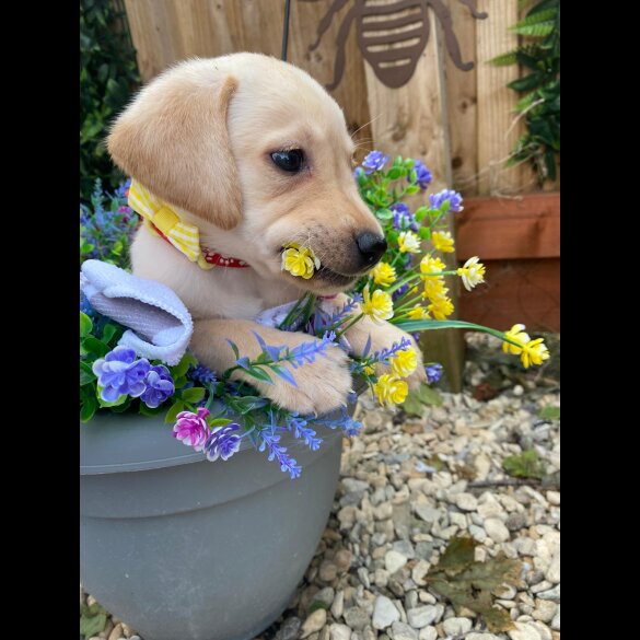 Labrador Retriever - Both