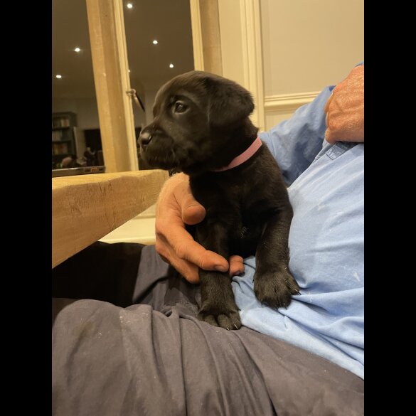 Labrador Retriever - Dogs