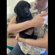 Labrador Retriever - Dogs