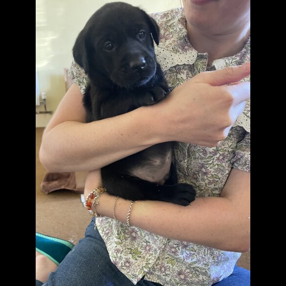 Labrador Retriever - Dogs