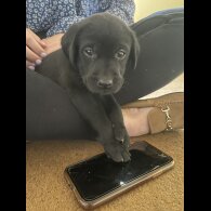 Labrador Retriever - Dogs