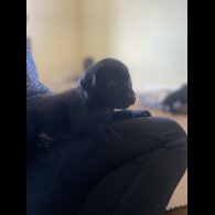 Labrador Retriever - Dogs