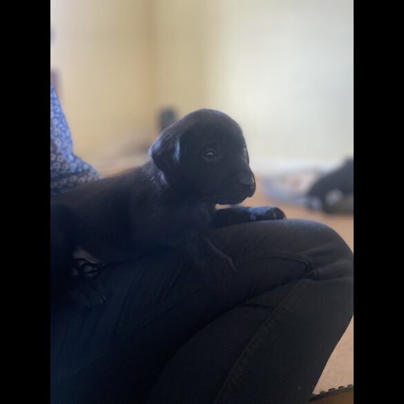 Labrador Retriever - Dogs