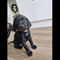Labrador Retriever - Bitches