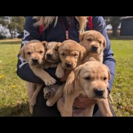 Labrador Retriever - Both