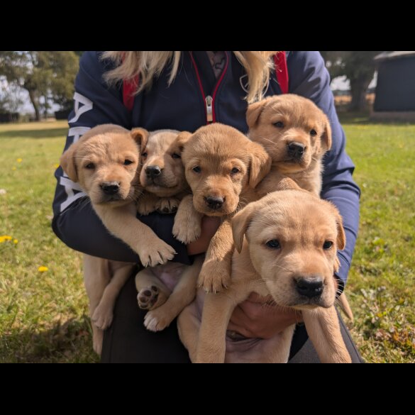 Labrador Retriever - Both