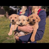 Labrador Retriever - Both