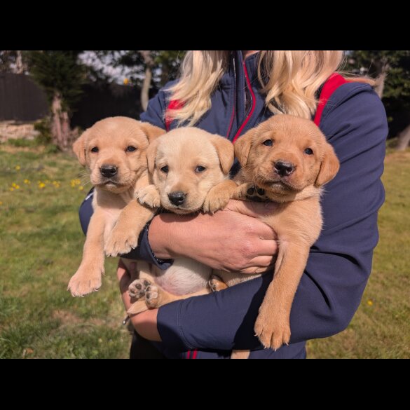 Labrador Retriever - Both