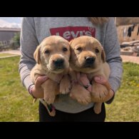 Labrador Retriever - Both