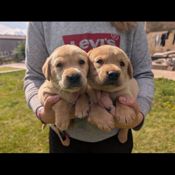 Labrador Retriever - Both