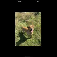 Labrador Retriever - Both