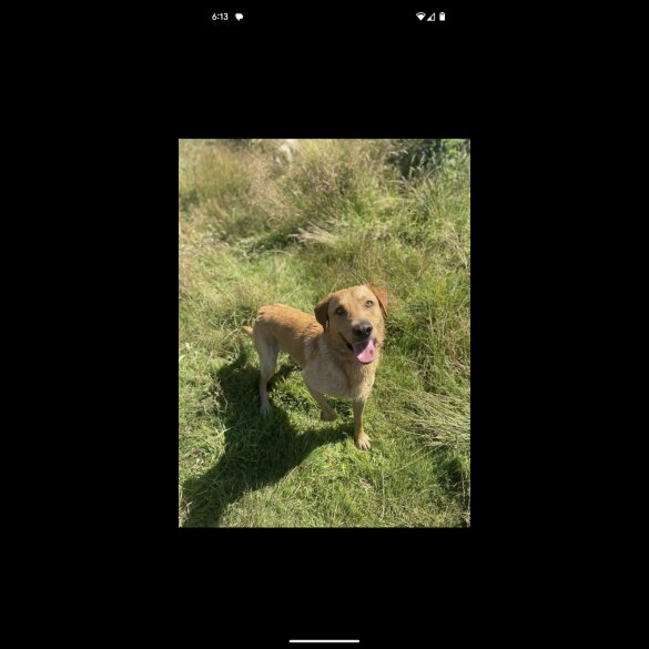 Labrador Retriever - Both