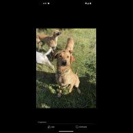 Labrador Retriever - Both
