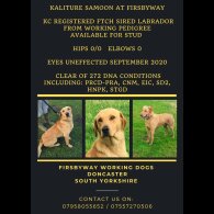 Labrador Retriever - Both