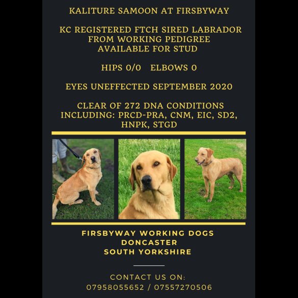 Labrador Retriever - Both