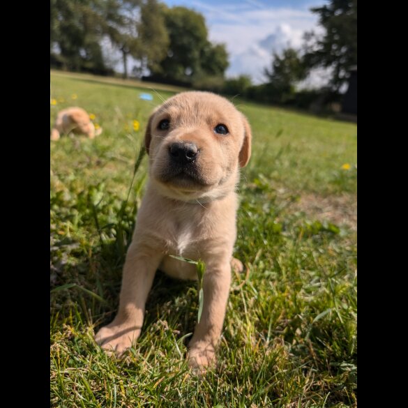 Labrador Retriever - Both