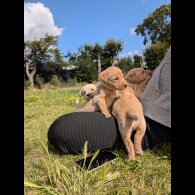 Labrador Retriever - Both