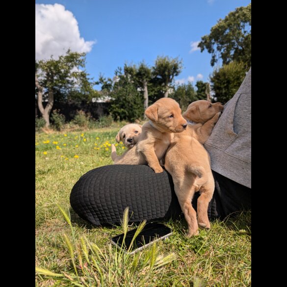 Labrador Retriever - Both