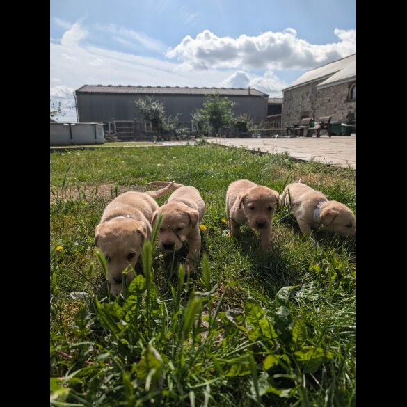 Labrador Retriever - Both