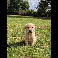 Labrador Retriever - Both