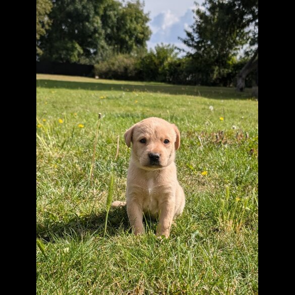 Labrador Retriever - Both