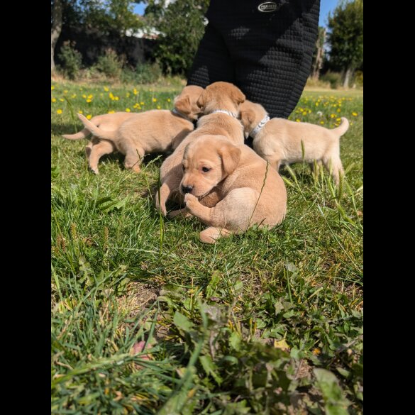 Labrador Retriever - Both