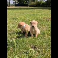 Labrador Retriever - Both