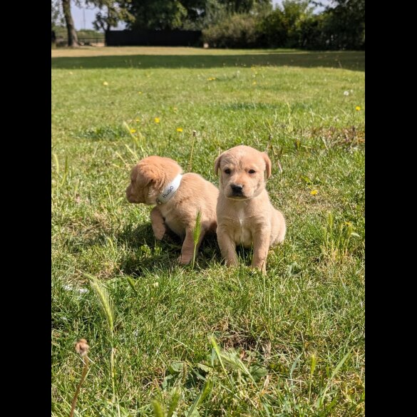 Labrador Retriever - Both