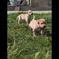 Labrador Retriever - Both