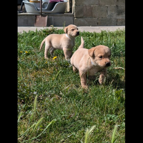 Labrador Retriever - Both