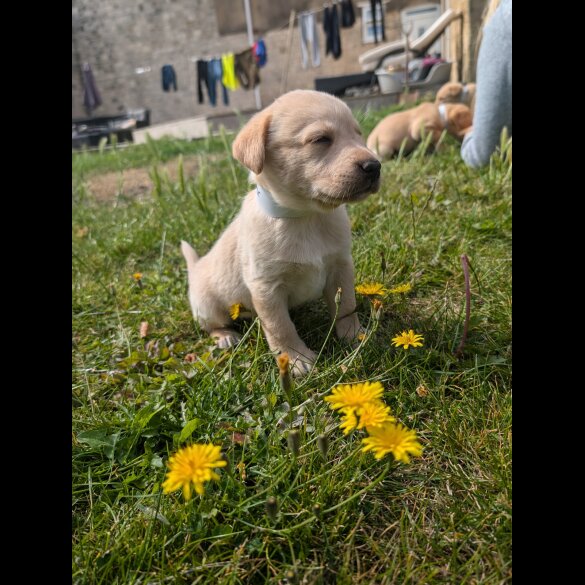 Labrador Retriever - Both