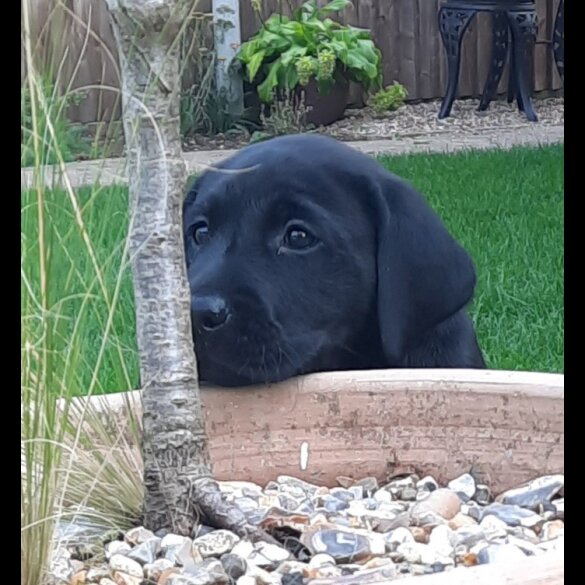 Labrador Retriever - Both