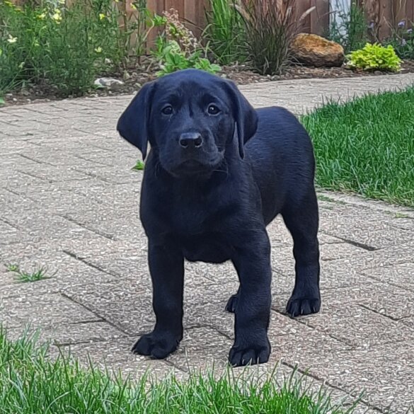 Labrador Retriever - Both