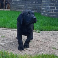 Labrador Retriever - Both