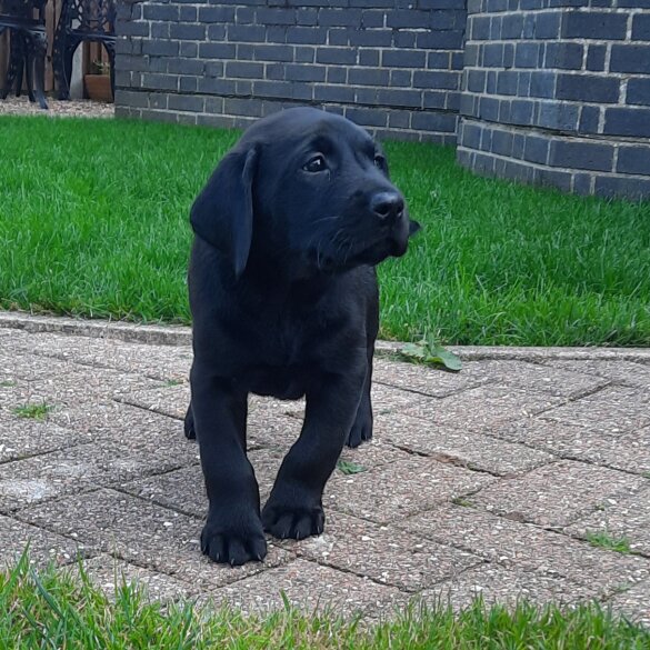Labrador Retriever - Both