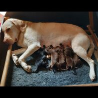 Labrador Retriever - Both
