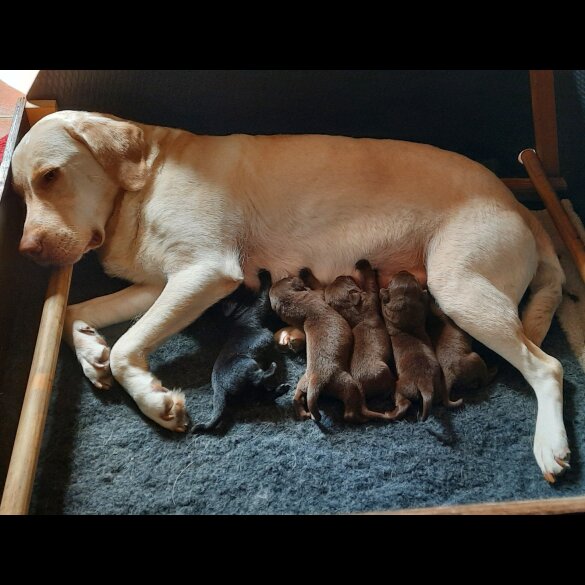 Labrador Retriever - Both